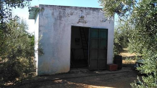 imagen 2 de Venta de finca con olivos en Pilas