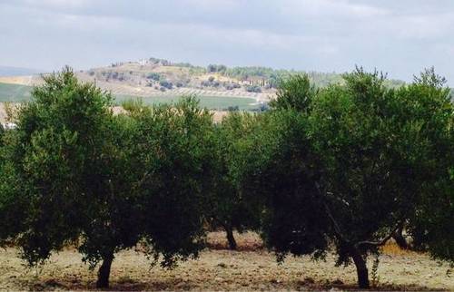 imagen 5 de Venta de olivar de regadío en Lebrija (Sevilla)
