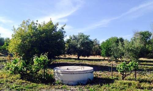 imagen 2 de Venta de olivar de regadío en Lebrija (Sevilla)