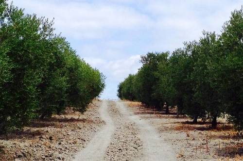 imagen 3 de Venta de olivar de regadío en Lebrija (Sevilla)