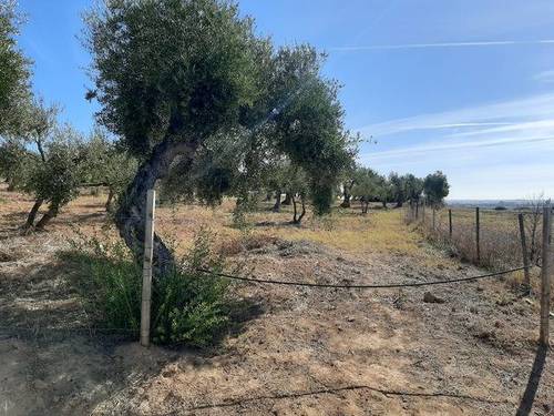 imagen 1 de Venta de finca con olivos centenarios en Palomares del Río (Sevilla)