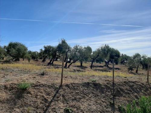 imagen 1 de Venta de finca con olivos centenarios en Palomares del Río (Sevilla)