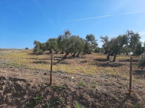 imagen 2 de Venta de finca con olivos centenarios en Palomares del Río (Sevilla)
