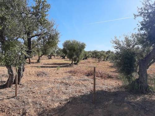 imagen 3 de Venta de finca con olivos centenarios en Palomares del Río (Sevilla)