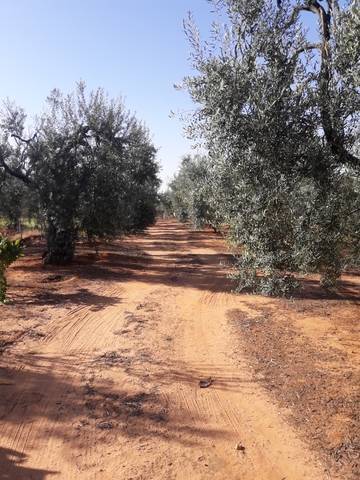 imagen 1 de Venta de finca con olivos y frutales en Pilas (Sevilla)