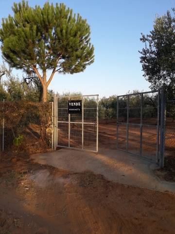 imagen 1 de Venta de finca con olivos y frutales en Pilas (Sevilla)