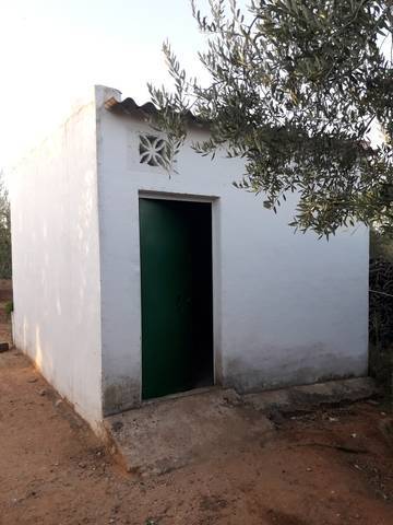 imagen 4 de Venta de finca con olivos y frutales en Pilas (Sevilla)