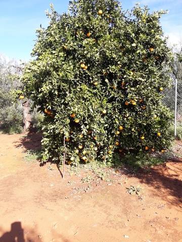 imagen 2 de Venta de finca con olivos y frutales en Pilas (Sevilla)