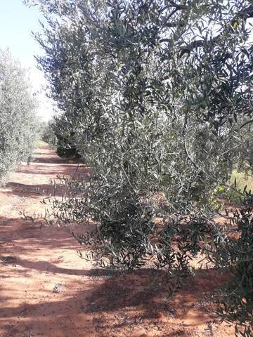 imagen 3 de Venta de finca con olivos y frutales en Pilas (Sevilla)