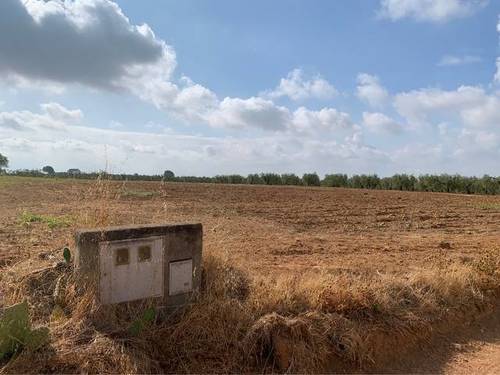 imagen 2 de Venta de finca rústica con buena ubicación en Benacazón
