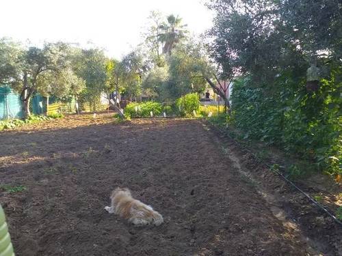 imagen 3 de Venta de parcela con casa en Los Palacios y Villafranca