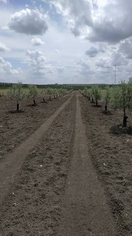 imagen 1 de Venta de finca de olivos vallada en Paradas (Sevilla)