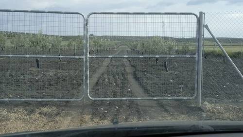 imagen 1 de Venta de finca de olivos vallada en Paradas (Sevilla)