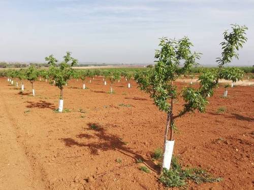 imagen 1 de Venta de finca de almendros en El Cuervo (Sevilla)