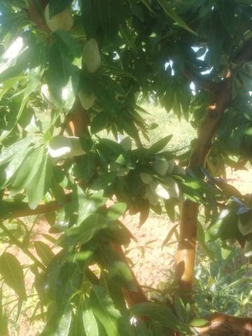 imagen 2 de Venta de finca de almendros en El Cuervo (Sevilla)