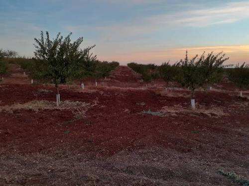 imagen 1 de Venta de finca de almendros en El Cuervo (Sevilla)