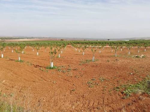 imagen 3 de Venta de finca de almendros en El Cuervo (Sevilla)