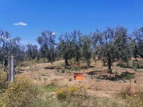 imagen 1 de Venta de finca con Olivos en Pilas (Sevilla)