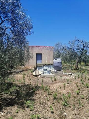imagen 1 de Venta de finca con Olivos en Pilas (Sevilla)