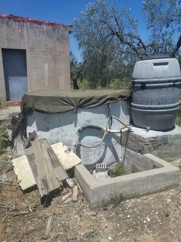 imagen 2 de Venta de finca con Olivos en Pilas (Sevilla)