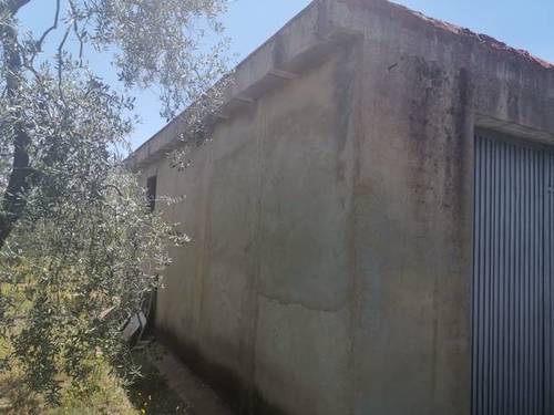 imagen 3 de Venta de finca con Olivos en Pilas (Sevilla)