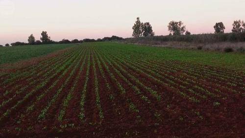 imagen 1 de Venta de terreno de regadío en Los Palacios (Sevilla)
