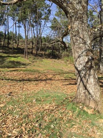 imagen 1 de Venta de finca en entorno natural ubicada en Monesterio