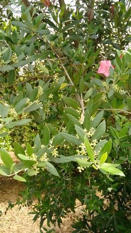 imagen 1 de Venta de finca de naranjos con riego en Dos Hermanas (Sevilla)