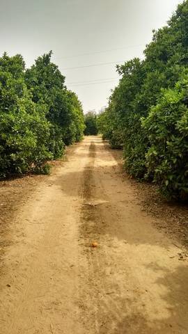 imagen 2 de Venta de finca de naranjos con riego en Dos Hermanas (Sevilla)