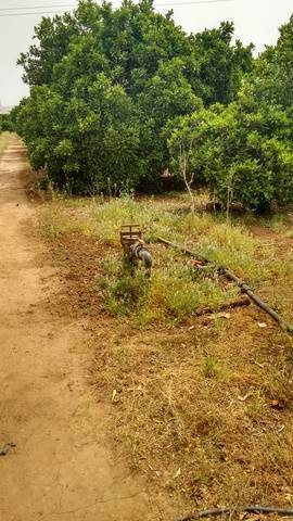imagen 4 de Venta de finca de naranjos con riego en Dos Hermanas (Sevilla)