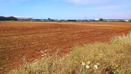 imagen 2 de Venta de finca de regadío en Brenes (Sevilla)