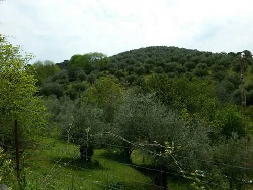 imagen 1 de Venta de finca con casa en Parque Natural (Sevilla)