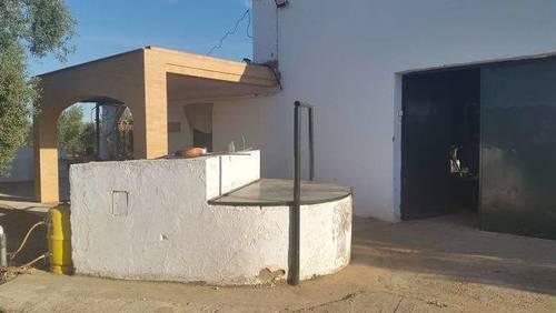 imagen 3 de Venta de finca de olivos con casa en Carmona