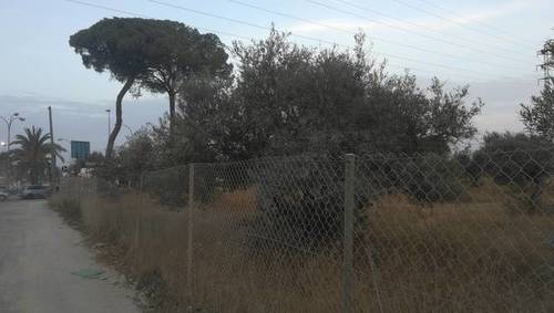 imagen 2 de Venta de finca con olivos en Dos Hermanas