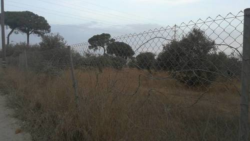 imagen 3 de Venta de finca con olivos en Dos Hermanas