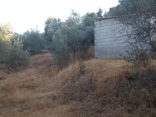imagen 3 de Venta de parcela con olivos y alcornoques en cazalla