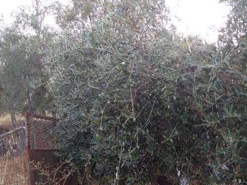 imagen 4 de Venta de parcela con olivos y alcornoques en cazalla