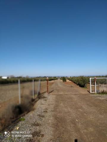 imagen 4 de Venta de finca con olivos y casa en