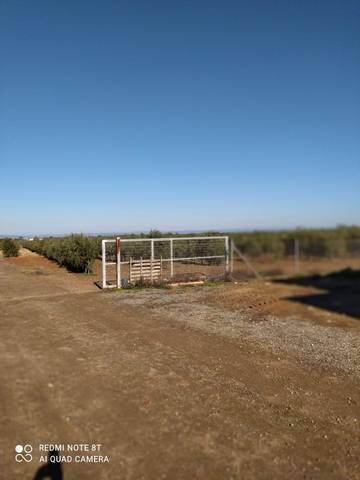 imagen 5 de Venta de finca con olivos y casa en