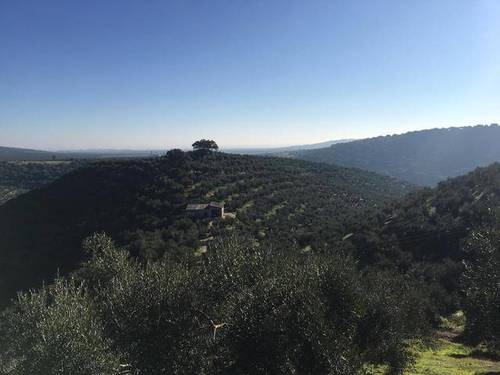 imagen 1 de Venta de precioso olivar con casa en La Puebla de los Infantes