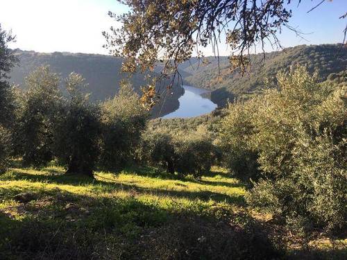 imagen 1 de Venta de precioso olivar con casa en La Puebla de los Infantes