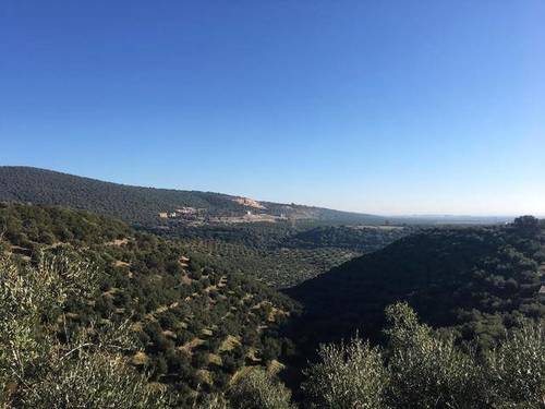 imagen 2 de Venta de precioso olivar con casa en La Puebla de los Infantes