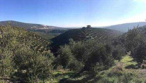 imagen 5 de Venta de precioso olivar con casa en La Puebla de los Infantes