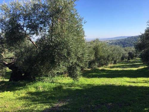 imagen 3 de Venta de precioso olivar con casa en La Puebla de los Infantes