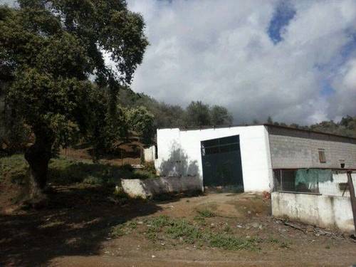 imagen 2 de Venta de olivar y cortijo en Constantina (Sevilla)