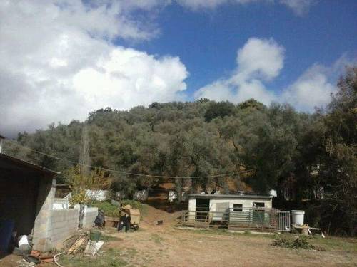 imagen 3 de Venta de olivar y cortijo en Constantina (Sevilla)