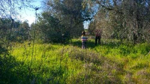 imagen 2 de Venta de parcela en Tomares (Sevilla)