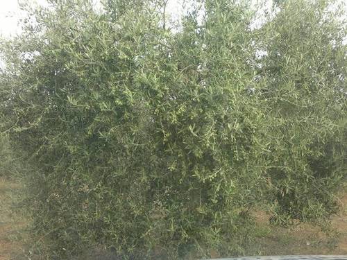 imagen 1 de Venta de finca de olivos en plena producción en Sevilla