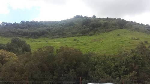 imagen 3 de Venta de finca con cortijo en Morón de la Frontera (Sevilla)