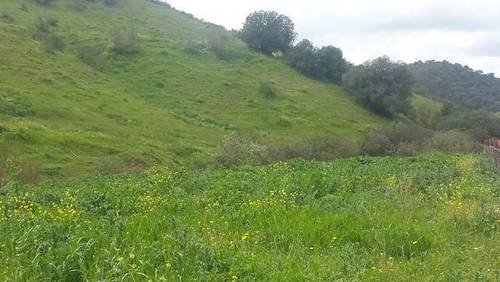imagen 2 de Venta de finca con cortijo en Morón de la Frontera (Sevilla)